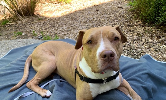 Looking to adopt a pet? Here are 7 delightful doggies to adopt now in Seattle