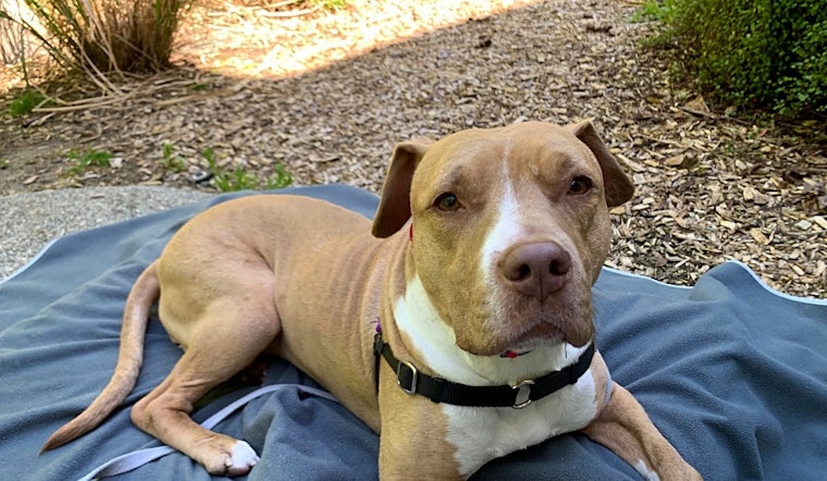 Looking to adopt a pet? Here are 7 delightful doggies to adopt now in Seattle