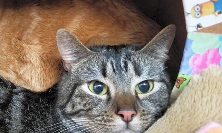 These Sacramento-based cats are up for adoption and in need of a good home