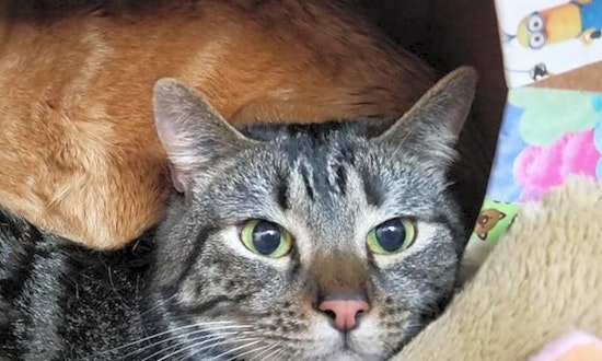 These Sacramento-based cats are up for adoption and in need of a good home