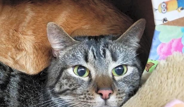 These Sacramento-based cats are up for adoption and in need of a good home