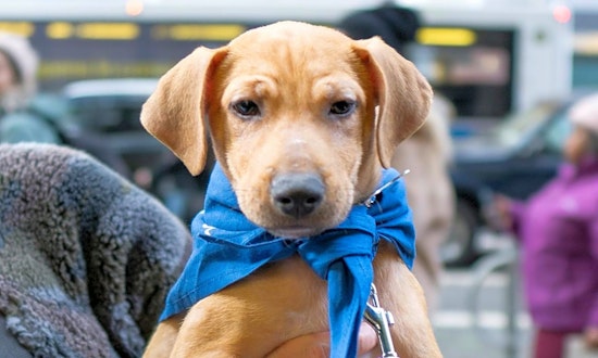 These New York City-based puppies are up for adoption and in need of a good home