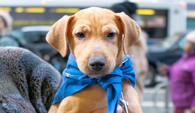 These New York City-based puppies are up for adoption and in need of a good home