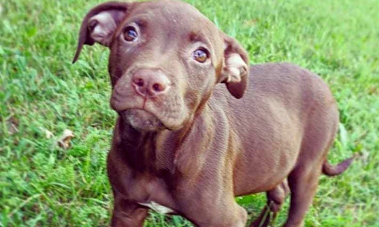 3 precious puppies to adopt now in Detroit