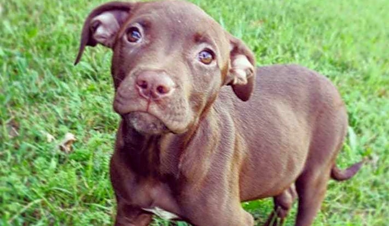 3 precious puppies to adopt now in Detroit