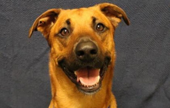 These Milwaukee-based dogs are up for adoption and in need of a good home