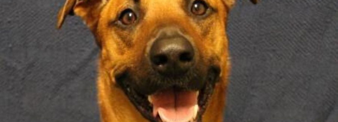These Milwaukee-based dogs are up for adoption and in need of a good home