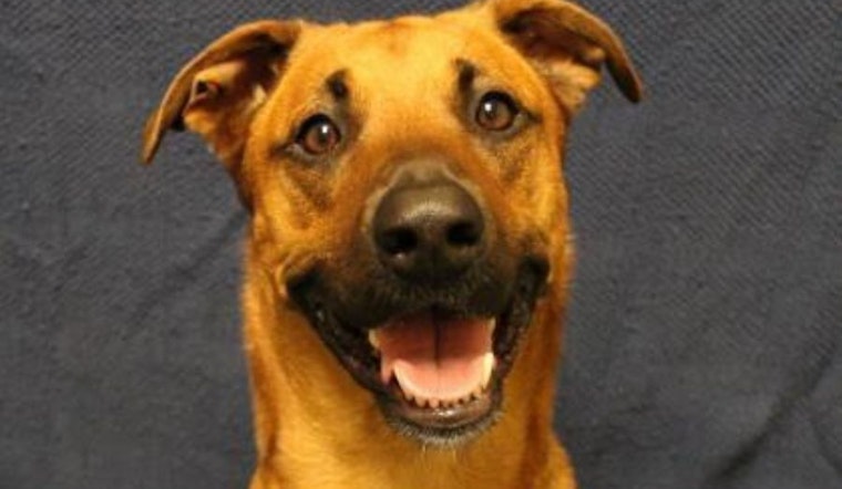 These Milwaukee-based dogs are up for adoption and in need of a good home
