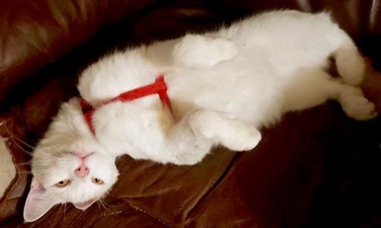 4 cheeky cats to adopt now in Arlington