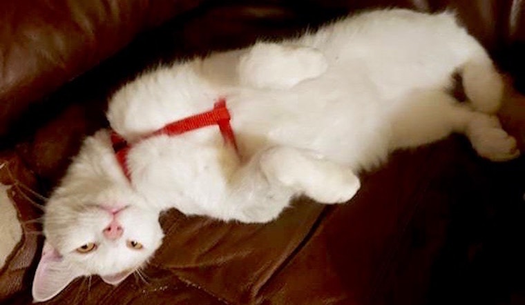 4 cheeky cats to adopt now in Arlington