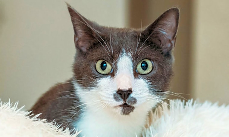 Always wanted a pet? Here are 5 charming cats to adopt now in Fort Worth