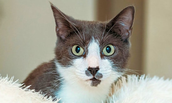 Always wanted a pet? Here are 5 charming cats to adopt now in Fort Worth