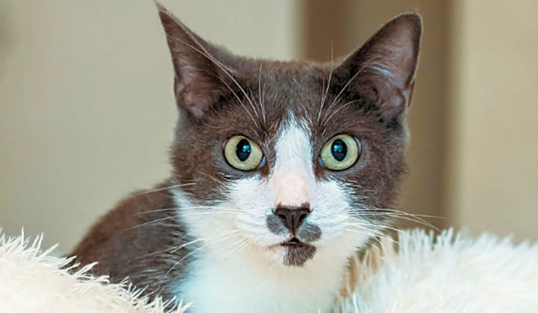 Always wanted a pet? Here are 5 charming cats to adopt now in Fort Worth