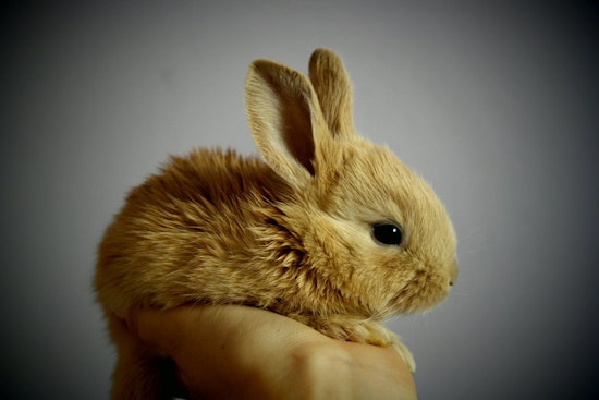 Top Orlando news: Pop-up cafe brings snuggly bunnies; music fest expands to 3 days; more