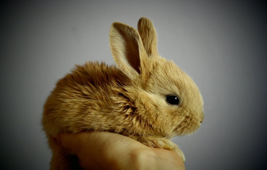 Top Orlando news: Pop-up cafe brings snuggly bunnies; music fest expands to 3 days; more