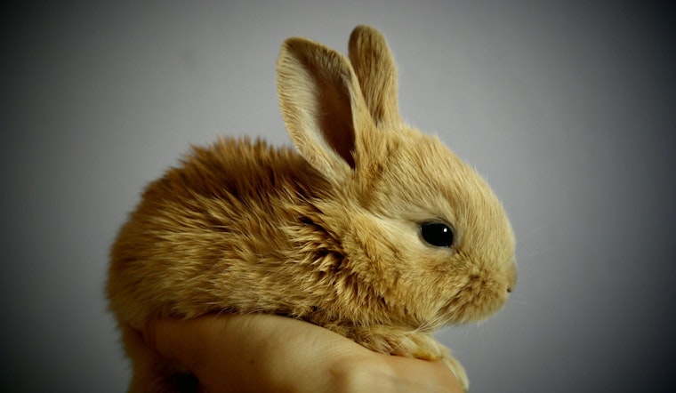 Top Orlando news: Pop-up cafe brings snuggly bunnies; music fest expands to 3 days; more