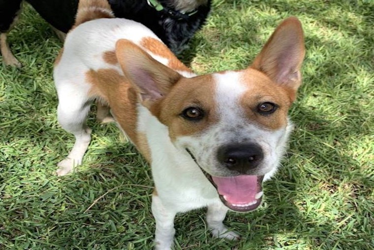 5 cuddly canines to adopt now in Austin