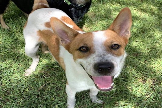 5 cuddly canines to adopt now in Austin