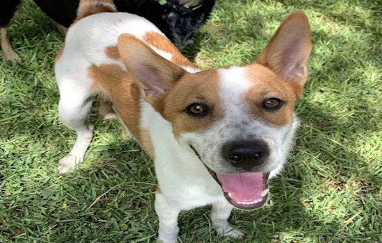 5 cuddly canines to adopt now in Austin