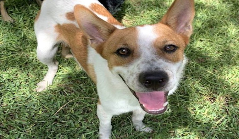 5 cuddly canines to adopt now in Austin