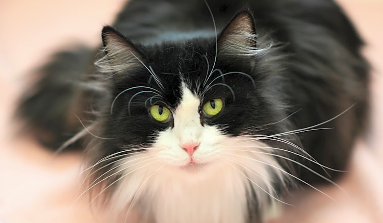 These Denver-based cats are up for adoption and in need of good homes