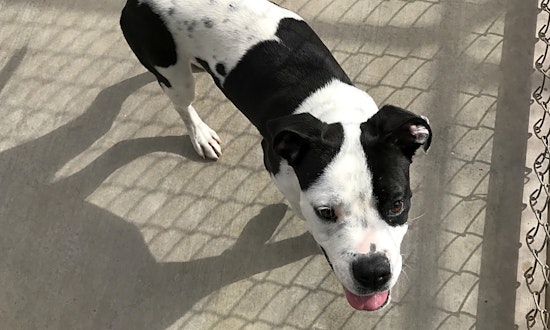Want to adopt a pet? Here are 6 delightful doggies to adopt now in El Paso