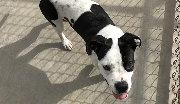 Want to adopt a pet? Here are 6 delightful doggies to adopt now in El Paso