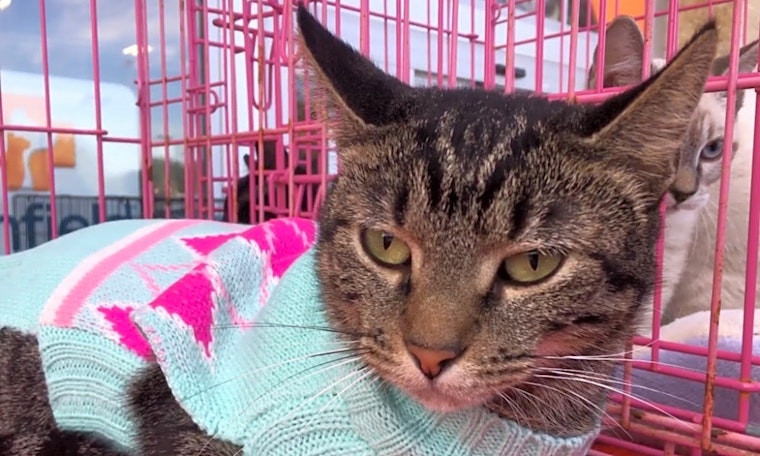 These Austin-based cats are up for adoption and in need of a good home