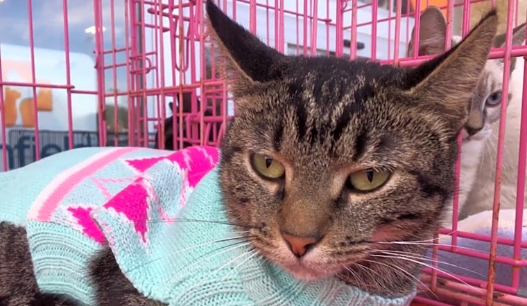 These Austin-based cats are up for adoption and in need of a good home
