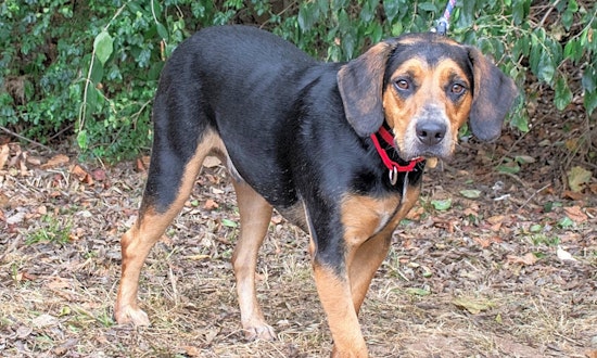 These Nashville-based canines are up for adoption and in need of a good home