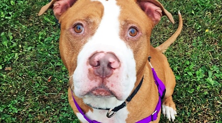 Want to adopt a pet? Here are 4 delightful doggies to adopt now in Boston