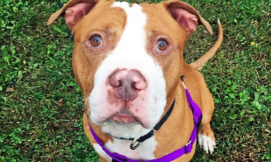 Want to adopt a pet? Here are 4 delightful doggies to adopt now in Boston