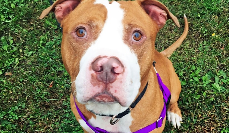 Want to adopt a pet? Here are 4 delightful doggies to adopt now in Boston