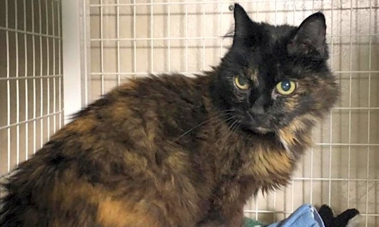 Looking to adopt a pet? Here are 3 lovable kitties to adopt now in Portland