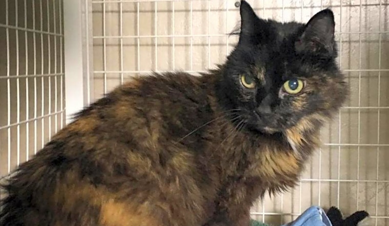 Looking to adopt a pet? Here are 3 lovable kitties to adopt now in Portland