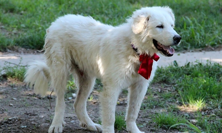 These Indianapolis-based puppies are up for adoption and in need of a good home