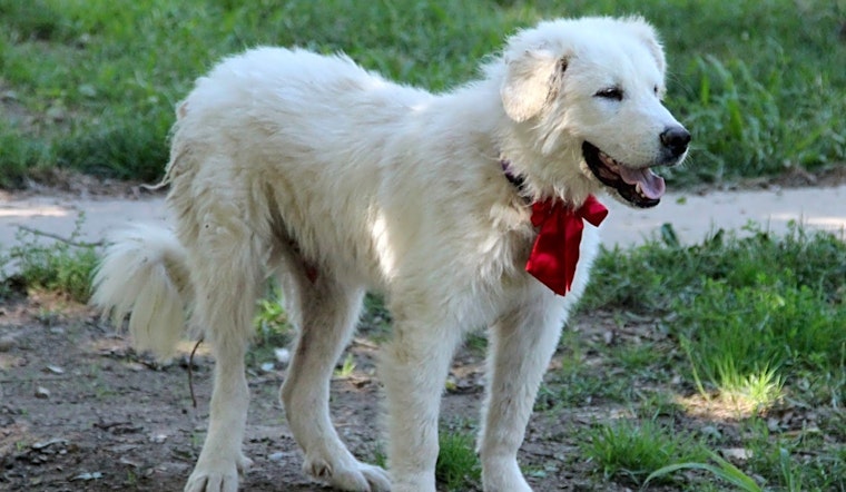 These Indianapolis-based puppies are up for adoption and in need of a good home