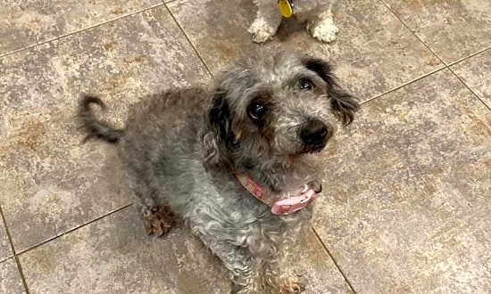 6 cuddly canines to adopt now in Baltimore