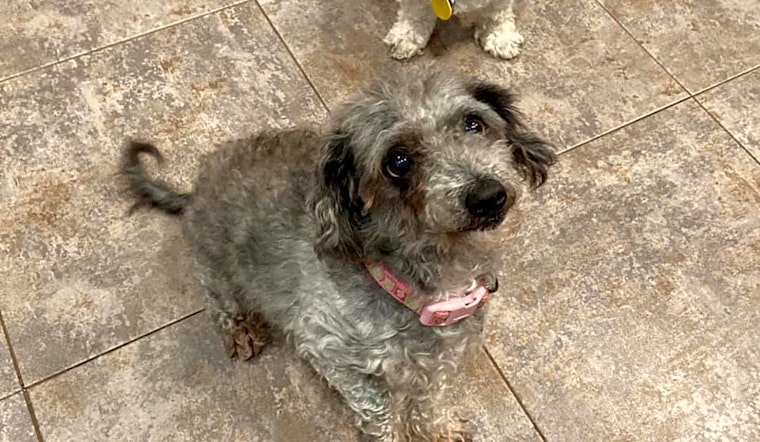 6 cuddly canines to adopt now in Baltimore