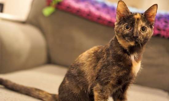 5 cute-as-can-be kittens to adopt now in Charlotte