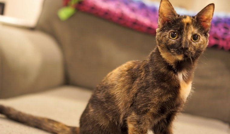 5 cute-as-can-be kittens to adopt now in Charlotte