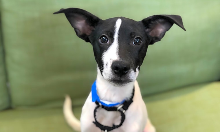 Want to adopt a pet? Here are 4 cuddly canines to adopt now in Chicago