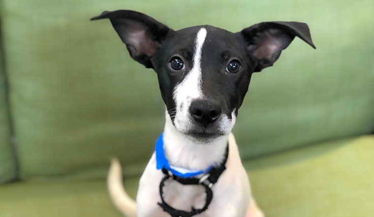 Want to adopt a pet? Here are 4 cuddly canines to adopt now in Chicago