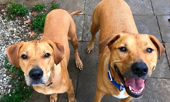 4 delightful doggies to adopt now in Kansas City