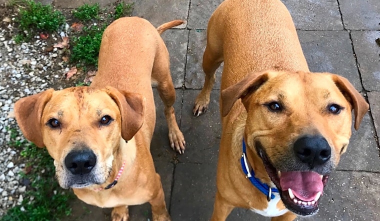 4 delightful doggies to adopt now in Kansas City