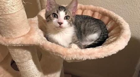 These Las Vegas-based kittens are up for adoption and in need of a good home