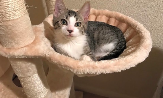 These Las Vegas-based kittens are up for adoption and in need of a good home