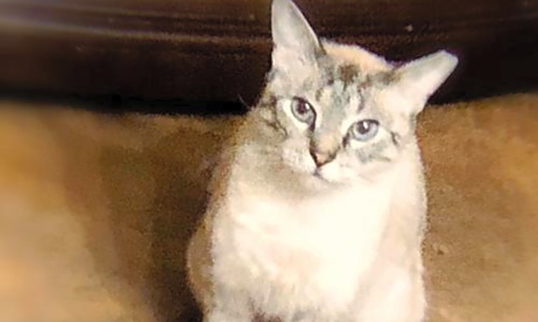5 cool kitties to adopt now in Tampa