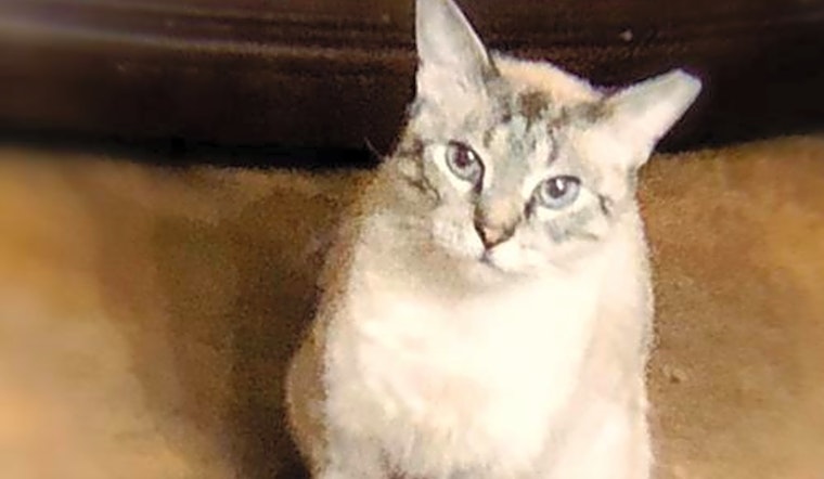 5 cool kitties to adopt now in Tampa