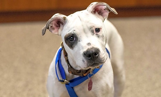 7 precious puppies to adopt now in Durham
